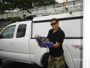 Jacksonville possum removal