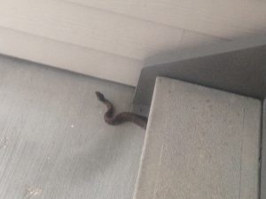 Jacksonville snake control